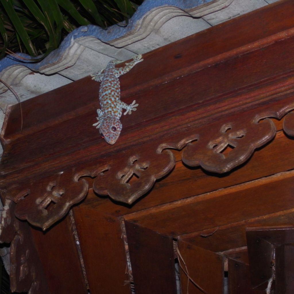 Gekko