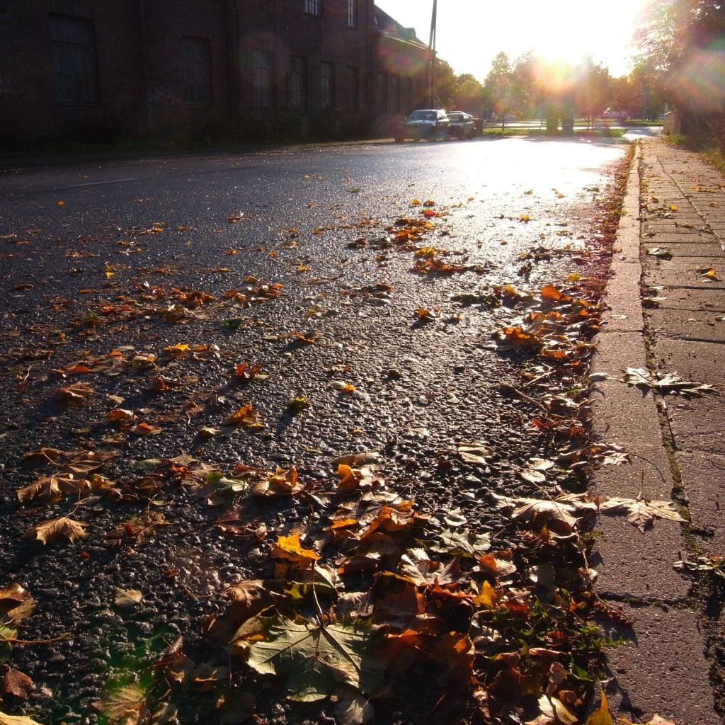 Autumn Leaves