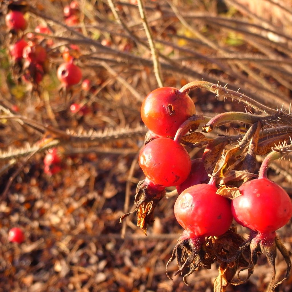Berries