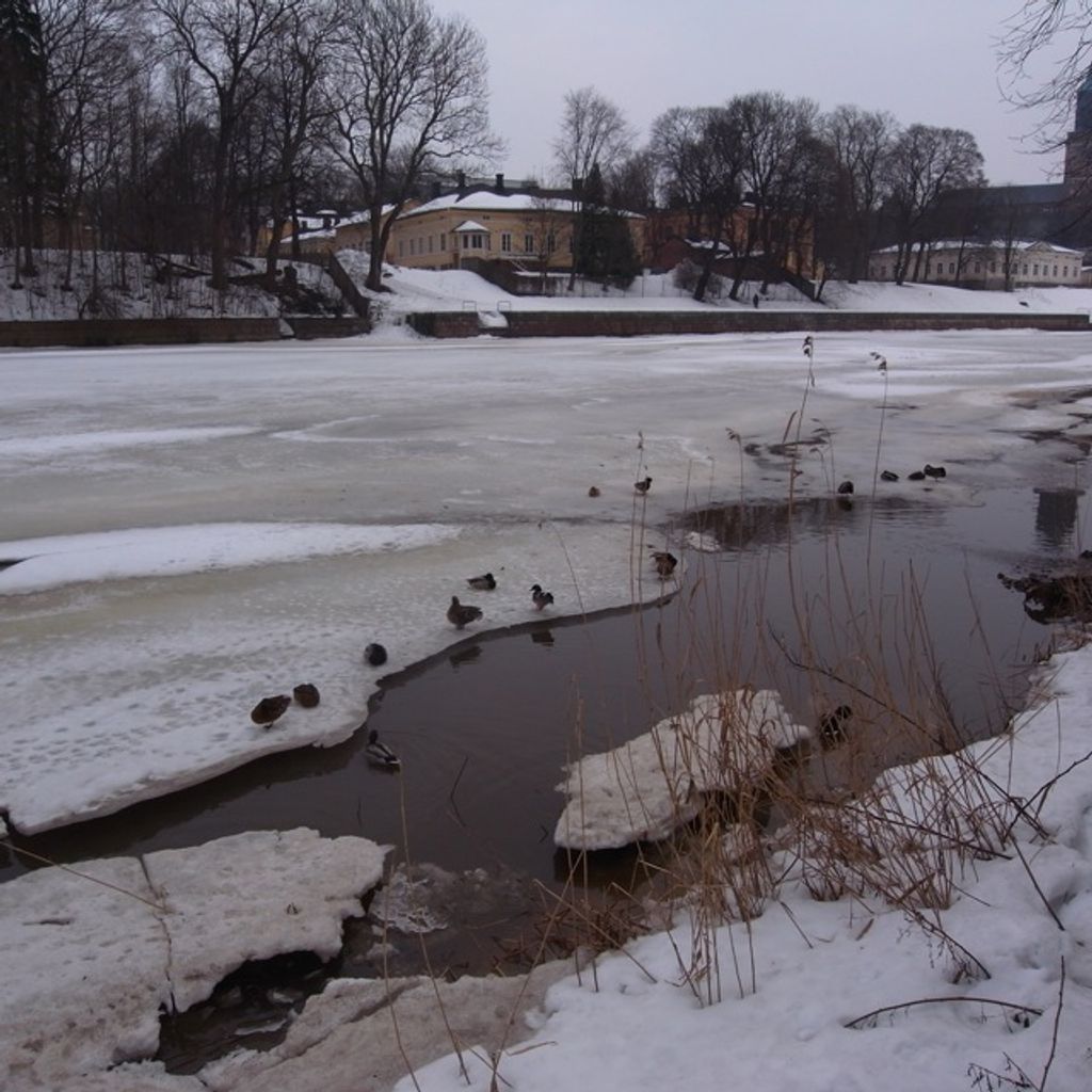 Ducks