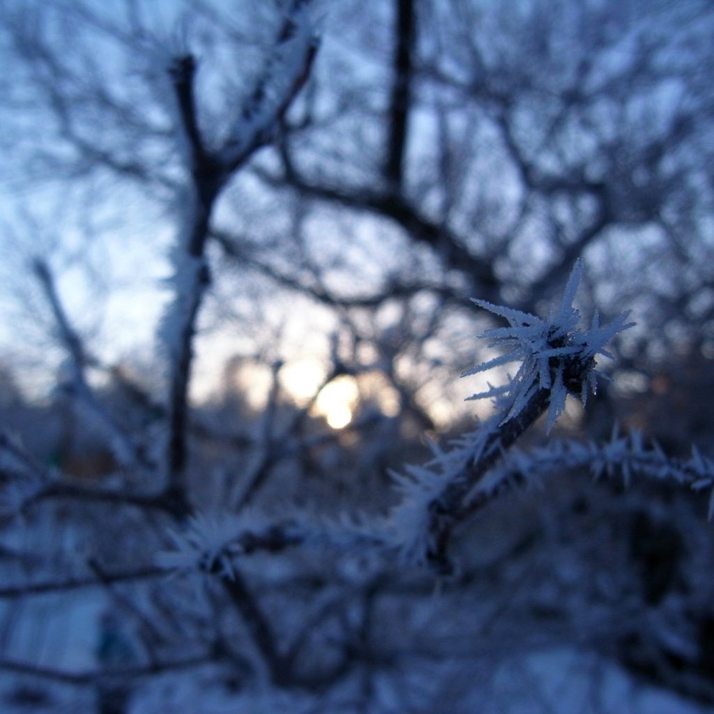 Winter Wonder