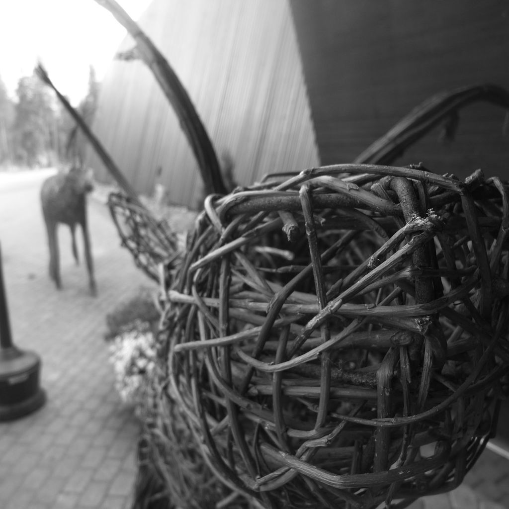 Reindeer