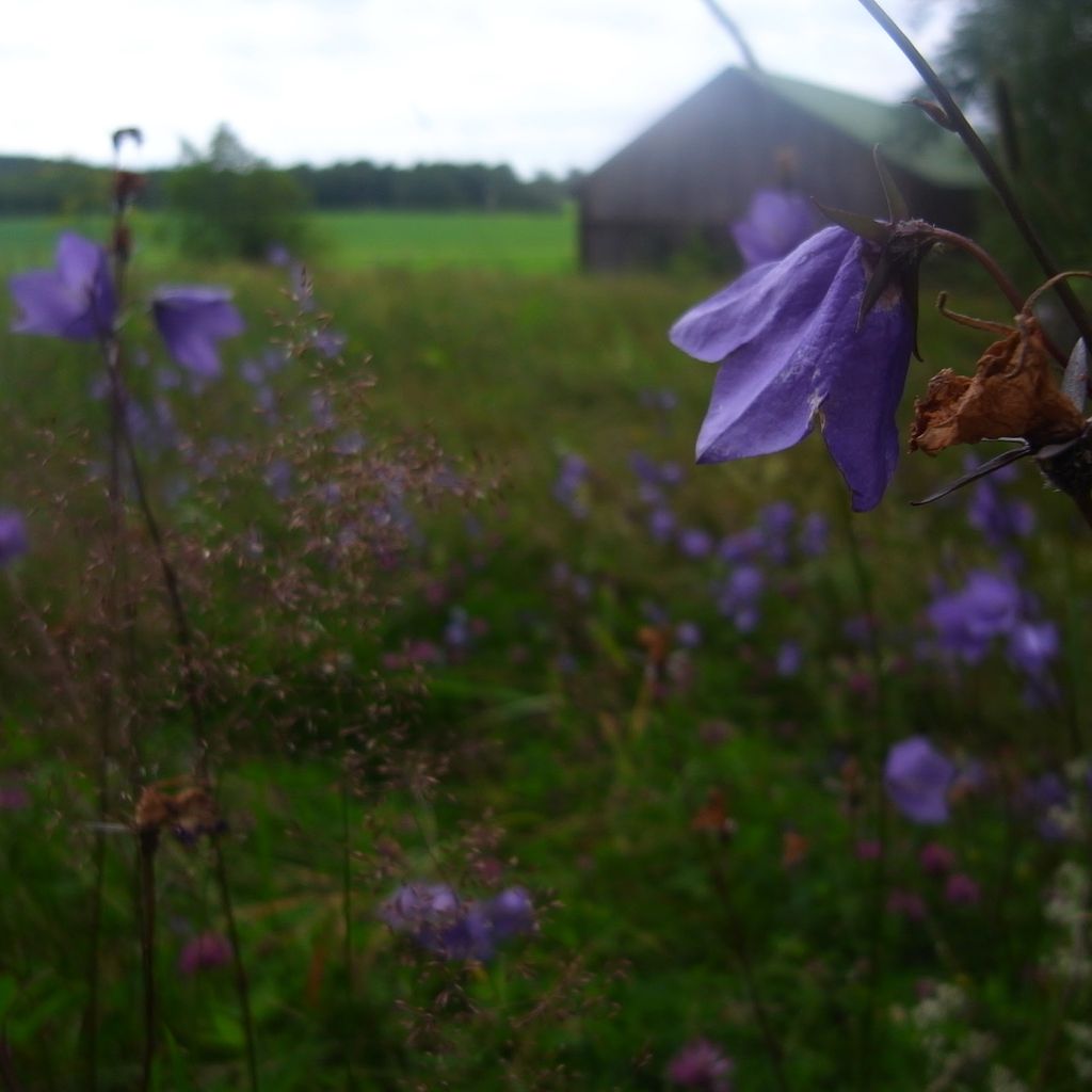 Blue Flowers