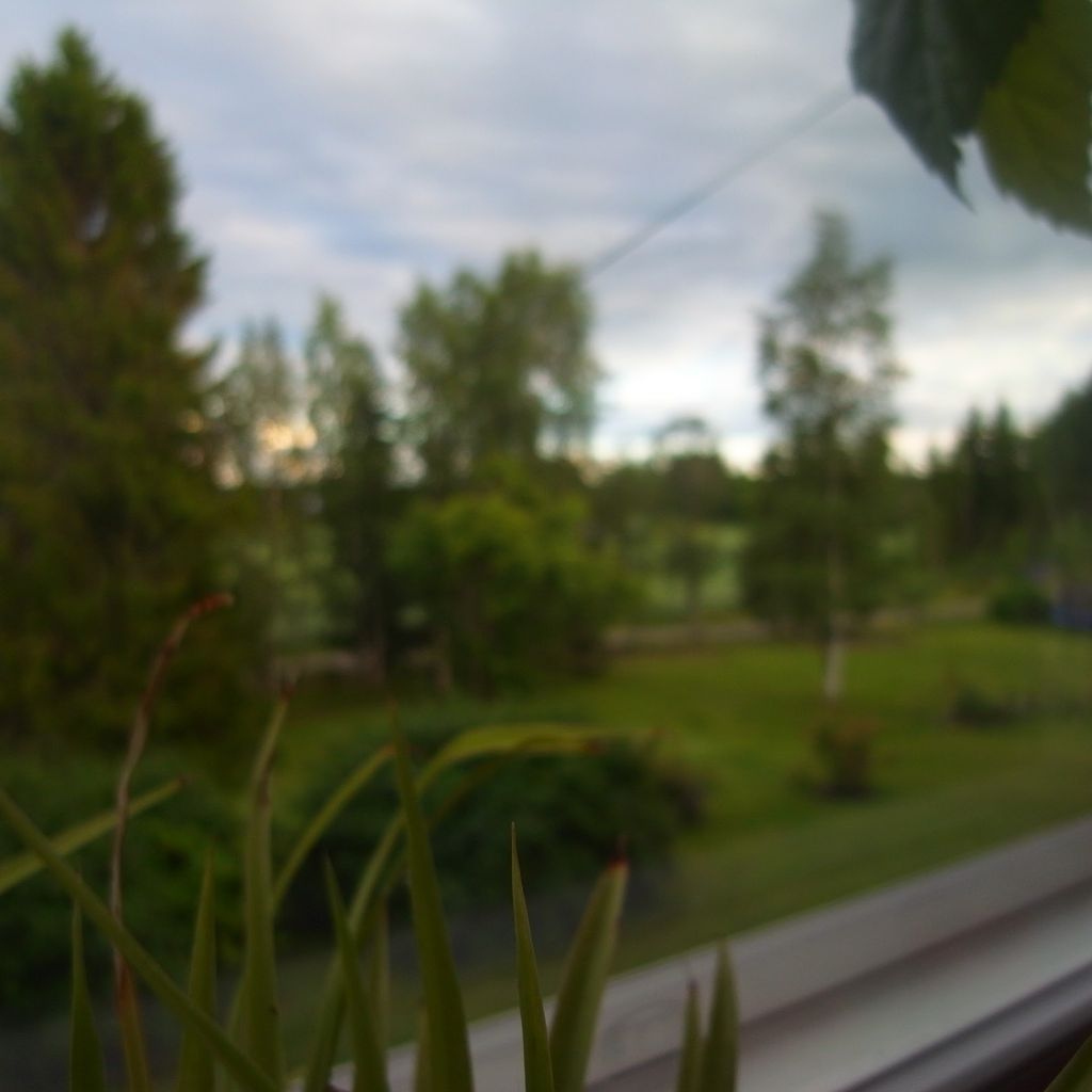 Plants