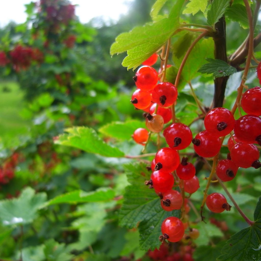 Red Berries