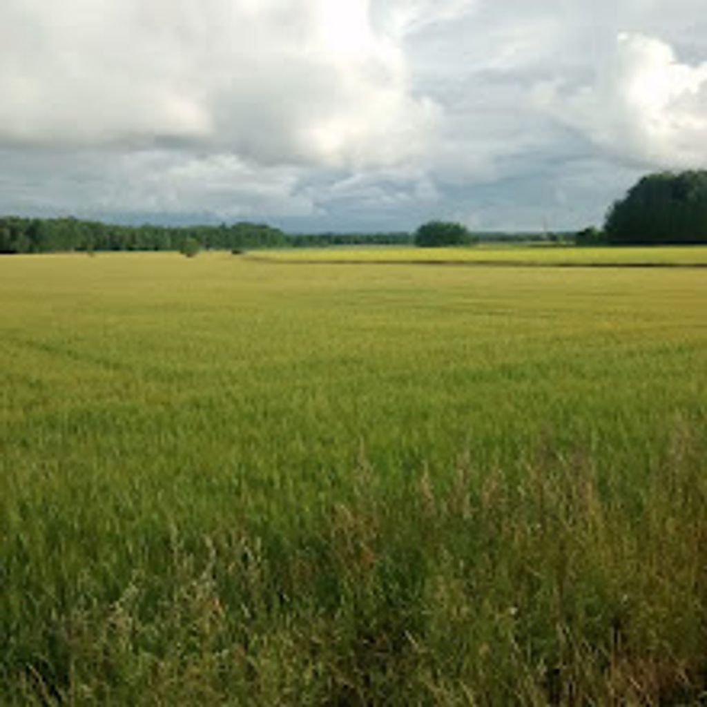 Fields in Viiala