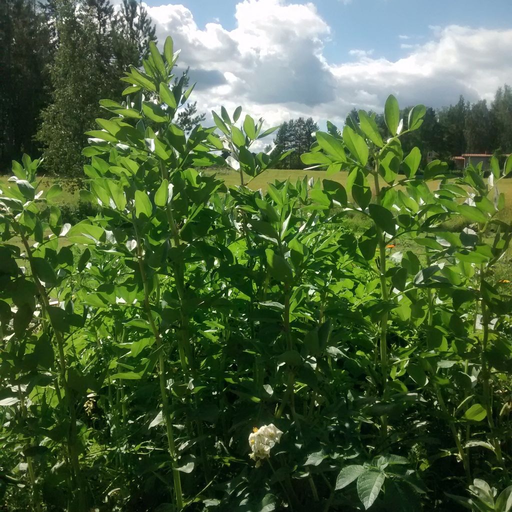 Broad Beans