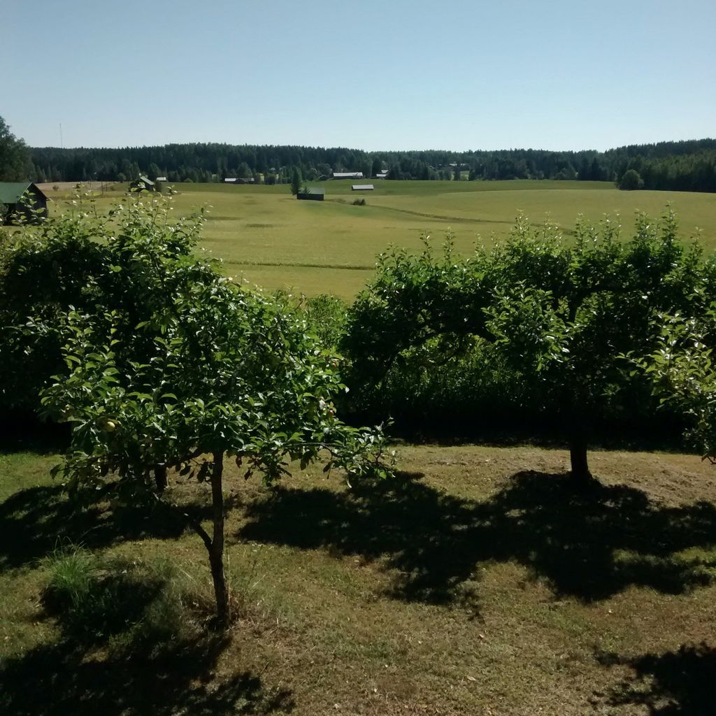 Apple Trees